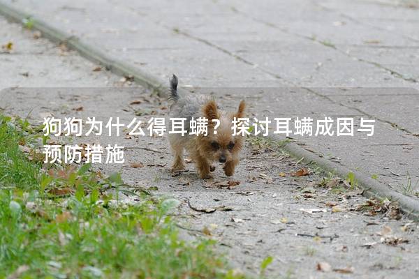 狗狗为什么得耳螨？探讨耳螨成因与预防措施