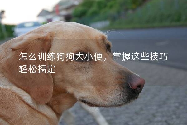 怎么训练狗狗大小便，掌握这些技巧轻松搞定