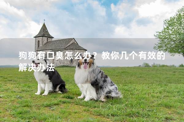 狗狗有口臭怎么办？教你几个有效的解决办法