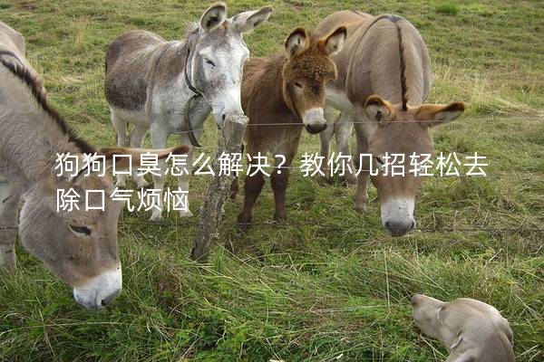 狗狗口臭怎么解决？教你几招轻松去除口气烦恼