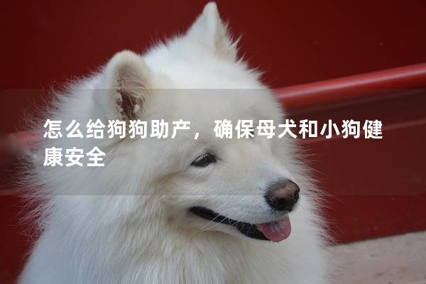 怎么给狗狗助产，确保母犬和小狗健康安全