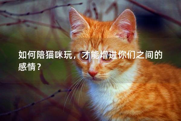 如何陪猫咪玩，才能增进你们之间的感情？