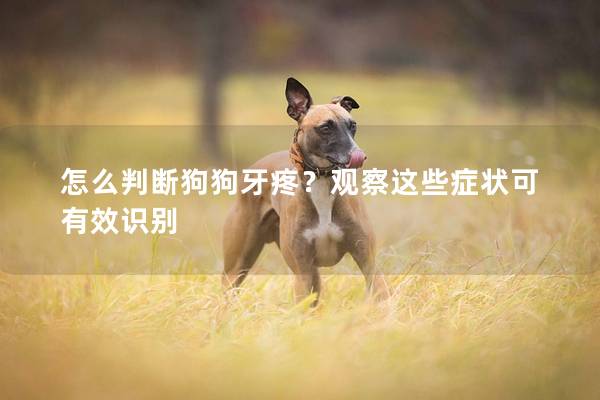 怎么判断狗狗牙疼？观察这些症状可有效识别