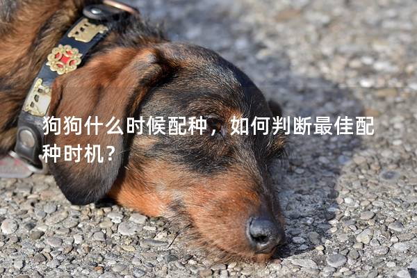 狗狗什么时候配种，如何判断最佳配种时机？
