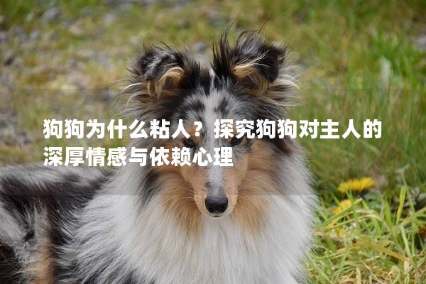 狗狗为什么粘人？探究狗狗对主人的深厚情感与依赖心理