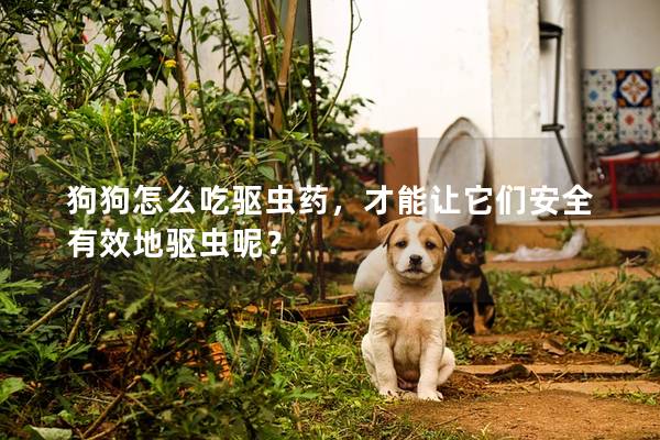 狗狗怎么吃驱虫药，才能让它们安全有效地驱虫呢？