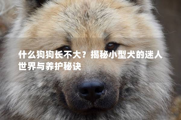 什么狗狗长不大？揭秘小型犬的迷人世界与养护秘诀