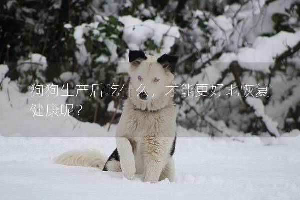 狗狗生产后吃什么，才能更好地恢复健康呢？