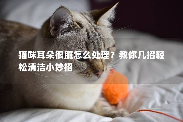 猫咪耳朵很脏怎么处理？教你几招轻松清洁小妙招