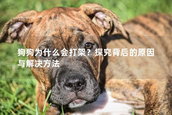 狗狗为什么会打架？探究背后的原因与解决方法