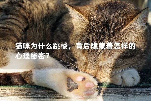 猫咪为什么跳楼，背后隐藏着怎样的心理秘密？