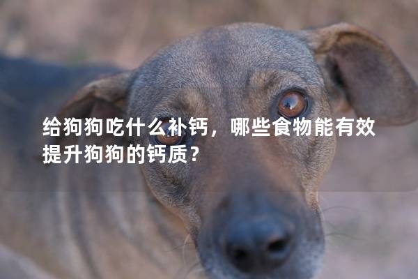 给狗狗吃什么补钙，哪些食物能有效提升狗狗的钙质？