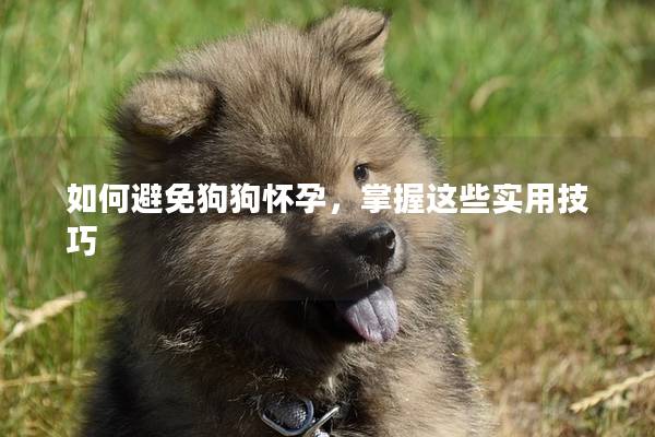 如何避免狗狗怀孕，掌握这些实用技巧
