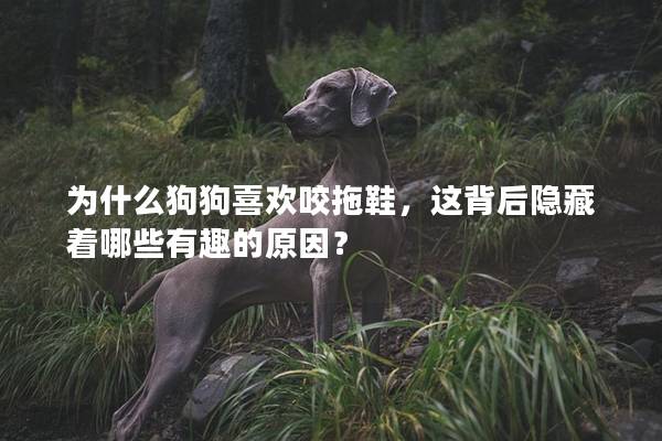 为什么狗狗喜欢咬拖鞋，这背后隐藏着哪些有趣的原因？