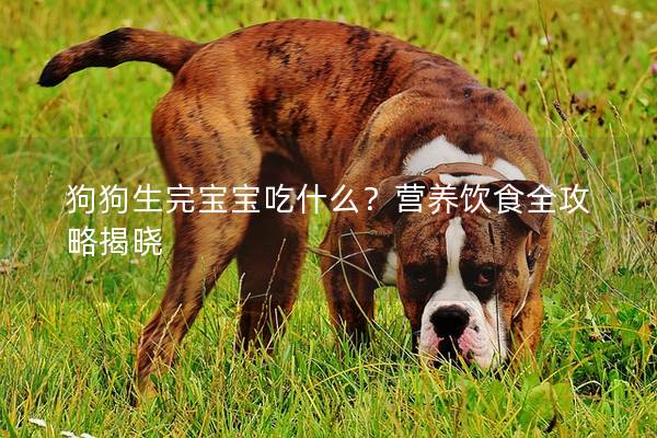 狗狗生完宝宝吃什么？营养饮食全攻略揭晓