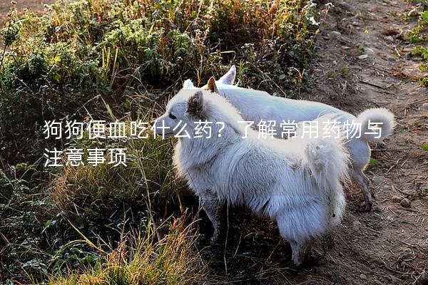 狗狗便血吃什么药？了解常用药物与注意事项