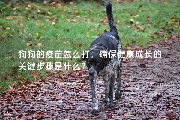 狗狗的疫苗怎么打，确保健康成长的关键步骤是什么？