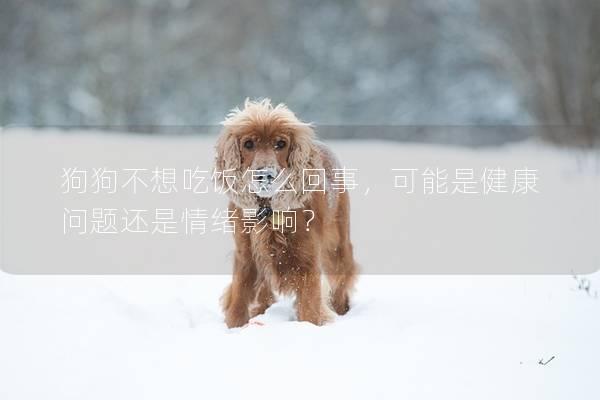 狗狗不想吃饭怎么回事，可能是健康问题还是情绪影响？