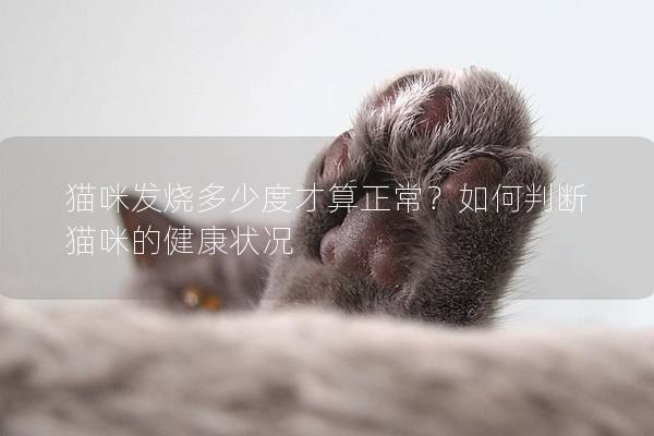 猫咪发烧多少度才算正常？如何判断猫咪的健康状况