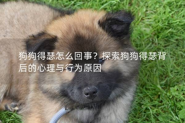 狗狗得瑟怎么回事?探索狗狗得瑟背后的心理与行为原因 狗狗得瑟怎么回事?探索狗狗得瑟背后的心理与行为原因