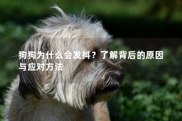狗狗为什么会发抖?了解背后的原因与应对方法 狗狗为什么会发抖?了解背后的原因与应对方法
