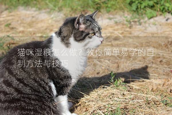 猫咪湿粮怎么做？教你简单易学的自制方法与技巧