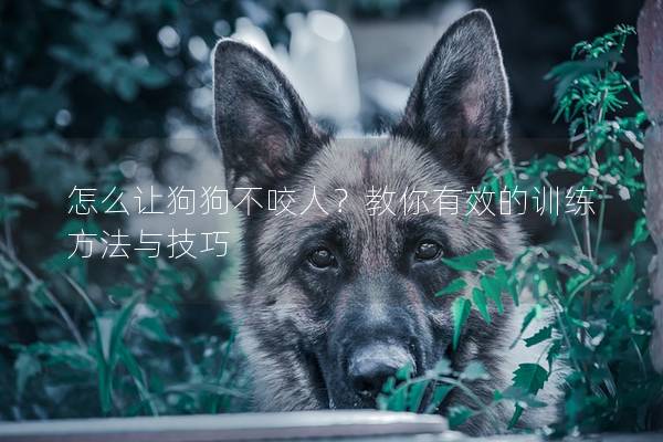 怎么让狗狗不咬人？教你有效的训练方法与技巧