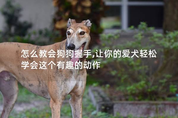 怎么教会狗狗握手,让你的爱犬轻松学会这个有趣的动作