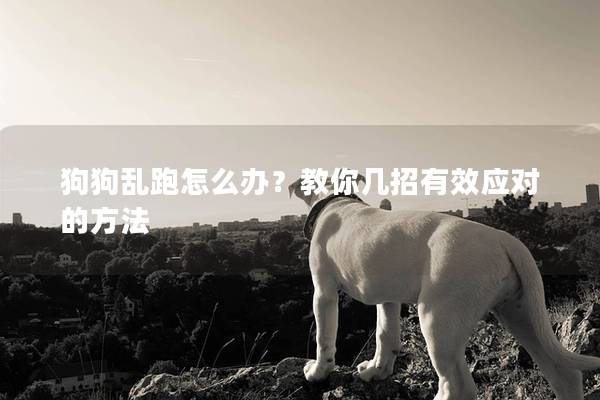 狗狗乱跑怎么办?教你几招有效应对的方法 狗狗乱跑怎么办?教你几招有效应对的方法