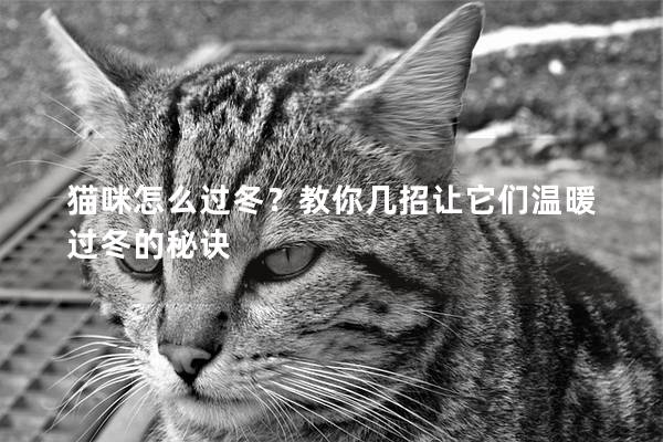 猫咪怎么过冬？教你几招让它们温暖过冬的秘诀