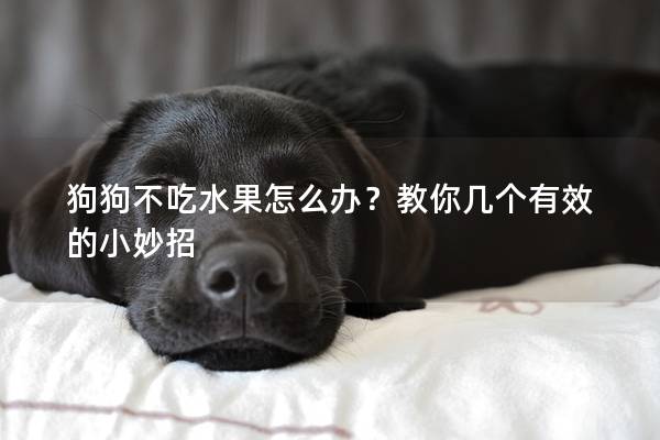 狗狗不吃水果怎么办？教你几个有效的小妙招