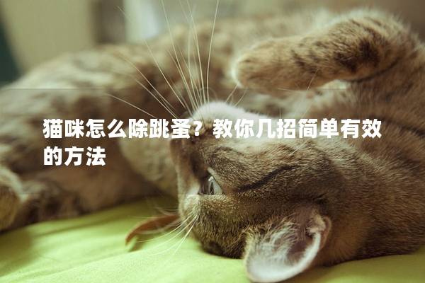猫咪怎么除跳蚤？教你几招简单有效的方法