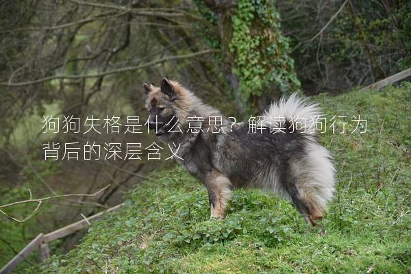 狗狗失格是什么意思？解读狗狗行为背后的深层含义