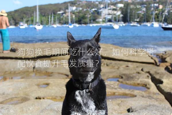 狗狗换毛期间吃什么好，如何科学搭配饮食提升毛发质量？