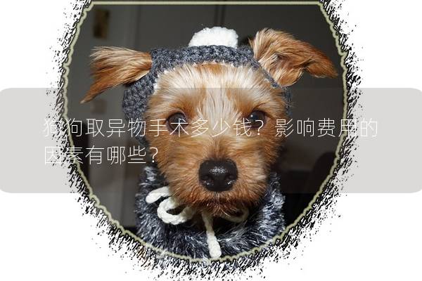 狗狗取异物手术多少钱？影响费用的因素有哪些？