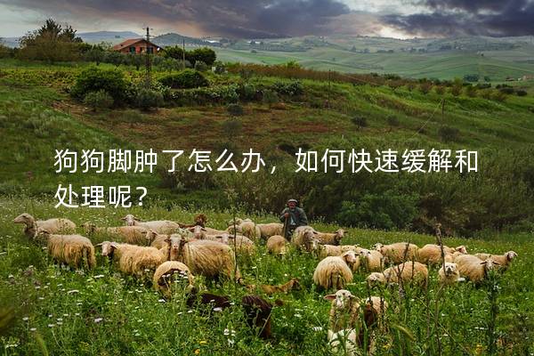 狗狗脚肿了怎么办，如何快速缓解和处理呢？