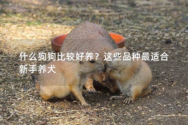 什么狗狗比较好养？这些品种最适合新手养犬