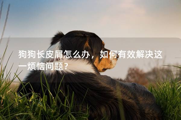 狗狗长皮屑怎么办，如何有效解决这一烦恼问题？