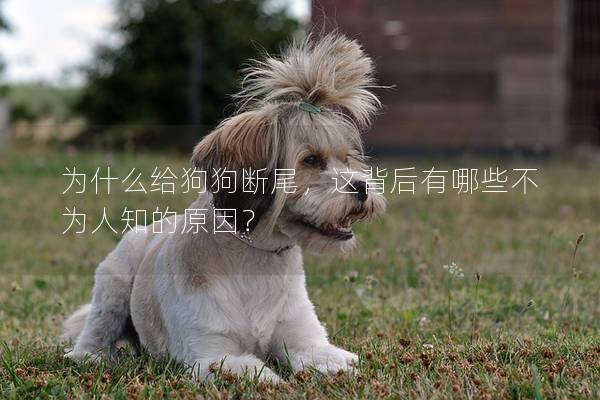 为什么给狗狗断尾，这背后有哪些不为人知的原因？