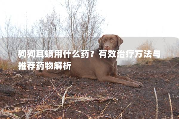 狗狗耳螨用什么药？有效治疗方法与推荐药物解析