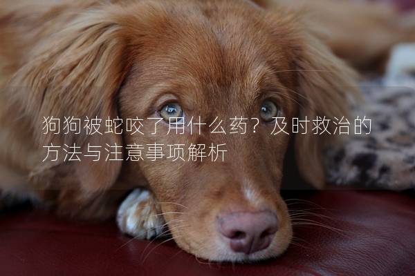 狗狗被蛇咬了用什么药？及时救治的方法与注意事项解析