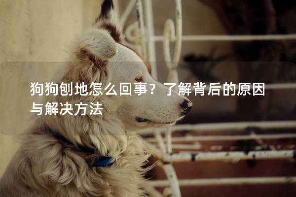 狗狗刨地怎么回事？了解背后的原因与解决方法