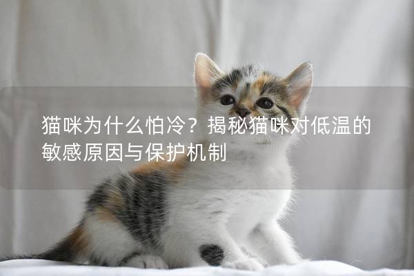 猫咪为什么怕冷？揭秘猫咪对低温的敏感原因与保护机制