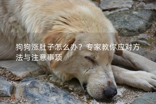 狗狗涨肚子怎么办？专家教你应对方法与注意事项