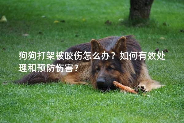 狗狗打架被咬伤怎么办？如何有效处理和预防伤害？