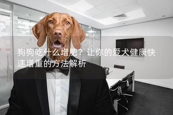 狗狗吃什么增肥？让你的爱犬健康快速增重的方法解析