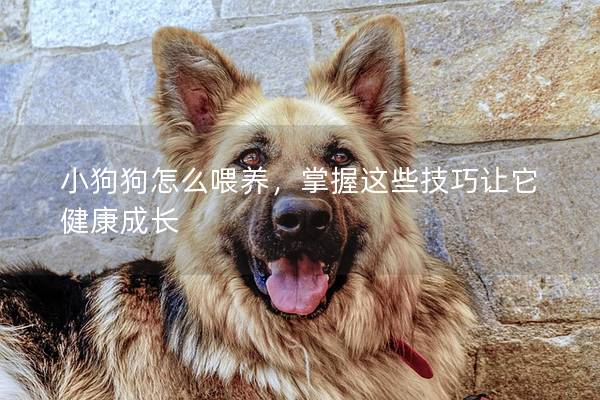 小狗狗怎么喂养，掌握这些技巧让它健康成长