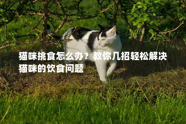 猫咪挑食怎么办？教你几招轻松解决猫咪的饮食问题