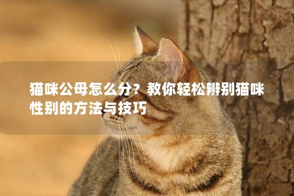 猫咪公母怎么分？教你轻松辨别猫咪性别的方法与技巧