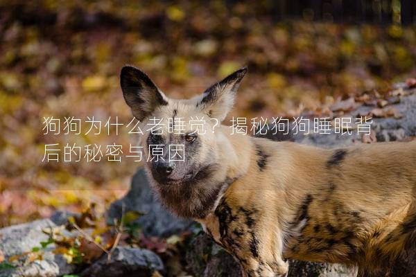 狗狗为什么老睡觉？揭秘狗狗睡眠背后的秘密与原因